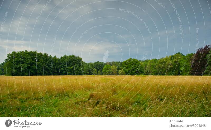 Harmonisches Landschaftspanorama mit einer weiträumigen Wiese aus goldgelben Wildgräsern und einem grünen Mischwald im Hintergrund (Deutschland, im Hochsommer)