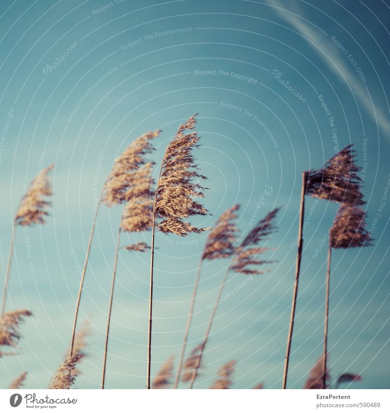 Puschel Umwelt Natur Landschaft Pflanze Himmel Sonne Herbst Winter Klima Schönes Wetter Gras Küste Seeufer ästhetisch natürlich schön blau braun gelb gold Wind