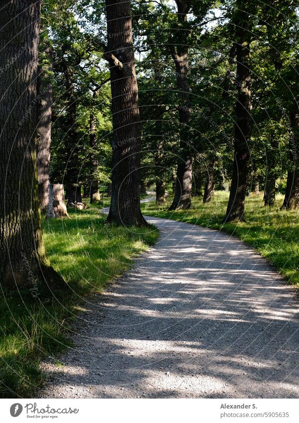 Schotterweg zwischen Eichen Wege & Pfade Eichenhain Bäume Wiese Hain Waldweg wandern wanderweg Natur Spaziergang Erholung Fußweg Spazierweg Menschenleer grün