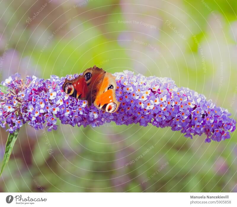 Butterfly butterfly plants Schmetterling schmetterlingsflieder Tagpfauenauge Tagpfauenaugen Naturliebe naturverbunden Insekt Makroaufnahme Nahaufnahme Farbfoto