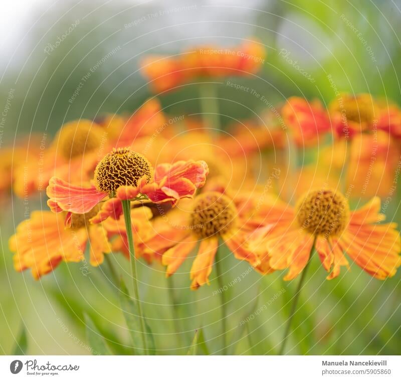 Sonnenhut Sonnenhutbluete Sonnenhut (Echinacea purpurea) Blume Pflanze Blütenstand Korbblütler Staude blühen Nahaufnahme mehrjährig Natur Sommer