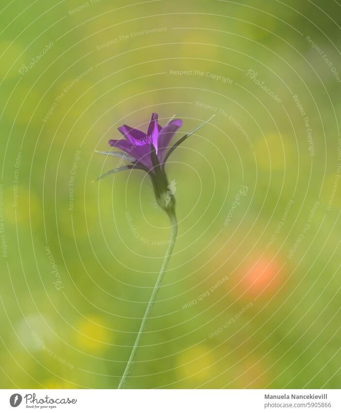 Solo Glockenblume Glockenblumen solo Natur Blume Sommer Pflanze Blüte schön Blühend Farbfoto Nahaufnahme Außenaufnahme Schwache Tiefenschärfe violett