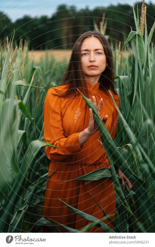 Frau in orangefarbenem Kleid inmitten hoher grüner Maisstängel Feld brünett im Freien Natur Stengel nachdenklich Gelassenheit Ackerbau Bauernhof Einsamkeit