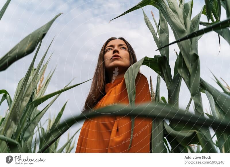 Frau in orangefarbenem Kleid genießt die Zeit in einem Kornfeld brünett orangefarbenes Kleid Wegsehen Himmel beschaulich grün Natur im Freien Ackerbau Bauernhof