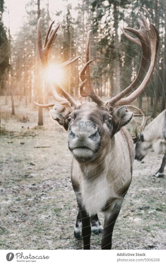 Majestätische Rentiere in Lappland Wald mit Sonnenuntergang Hintergrund Geweih Tierwelt Natur Nahaufnahme glühen Gelassenheit majestätisch warm Fotografie