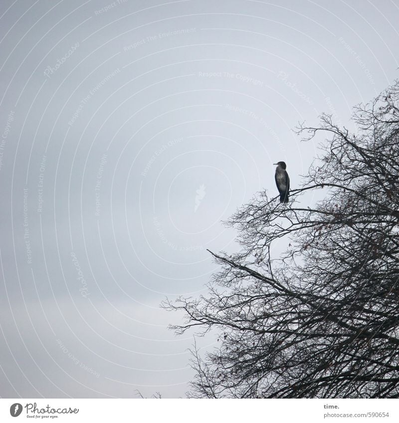 Brautschau Umwelt Natur Landschaft Himmel Wolken Baum Tier Wildtier Vogel 1 beobachten festhalten hocken Blick sitzen Wachsamkeit Gelassenheit geduldig