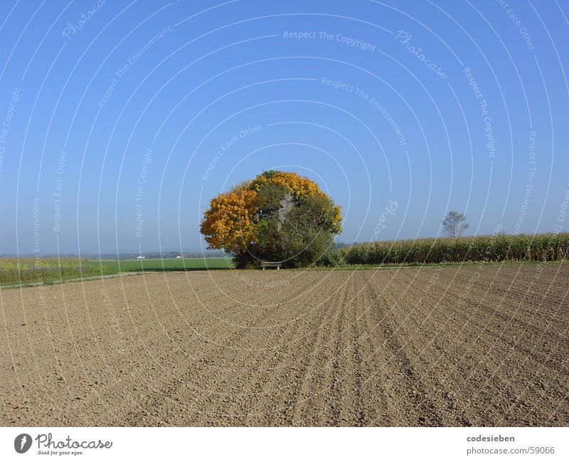 ...auf weiter Flur Kraft Feld unbebaut Ferne Pflanze schön mehrfarbig Baum Herbst monumental Physik heiß Himmel blau Sonne sonnentag Wetter Wärme Freude