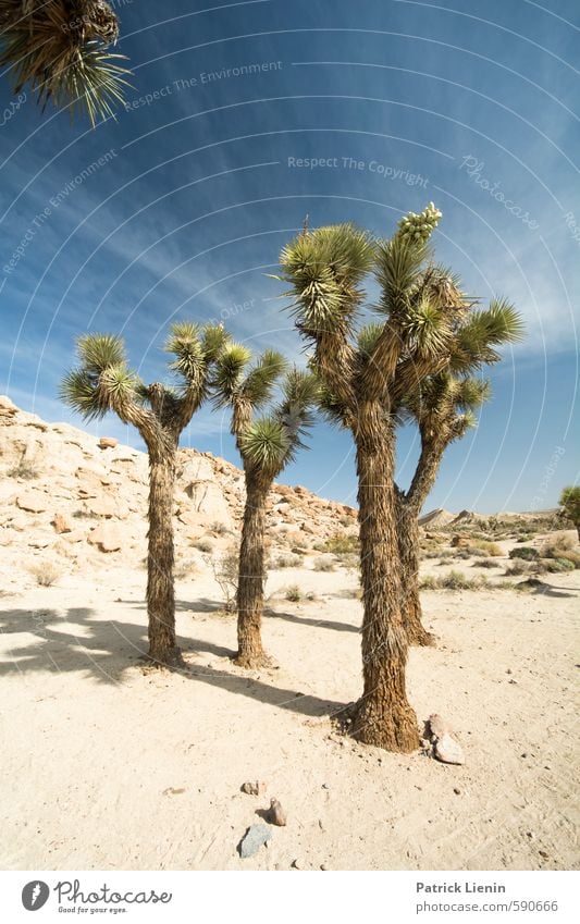 Joshua Tree Wohlgefühl Sommer Sommerurlaub Sonne wandern Umwelt Natur Landschaft Urelemente Luft Himmel Wolken Sonnenlicht Wetter Schönes Wetter Wärme Dürre