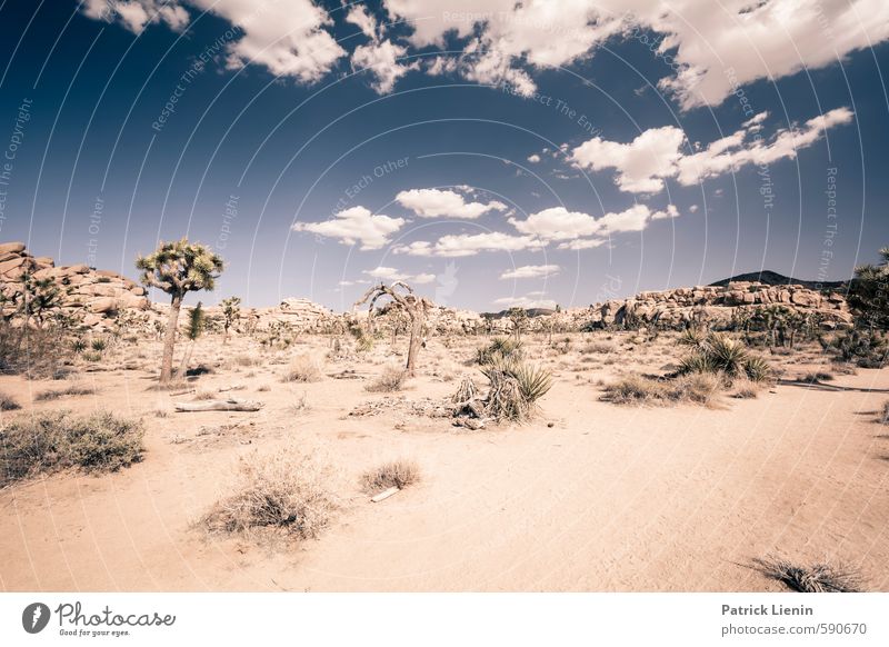 Bone Dry Zufriedenheit Sinnesorgane ruhig Ausflug Abenteuer Ferne Freiheit Sommer Umwelt Natur Landschaft Urelemente Erde Sand Himmel Wolken Sonne Sonnenlicht