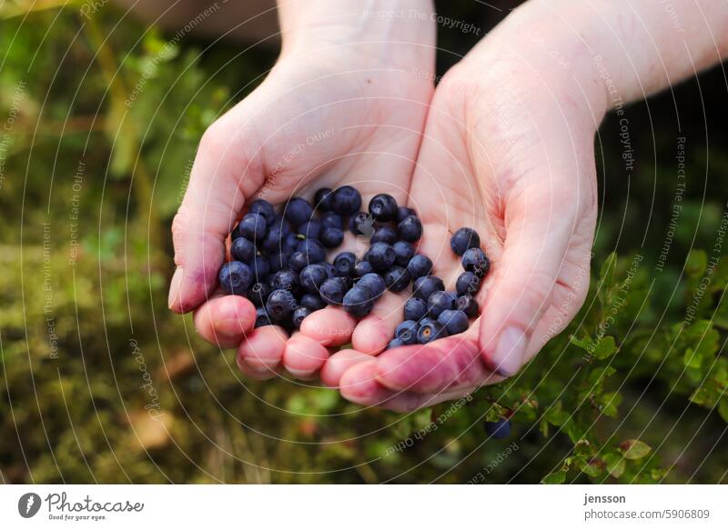 Zwei Hände mit frisch gepflückten Blaubeeren Frucht Beeren blau Nahaufnahme Lebensmittel Ernährung Bioprodukte Natur Farbfoto natürlich Sommer Schweden