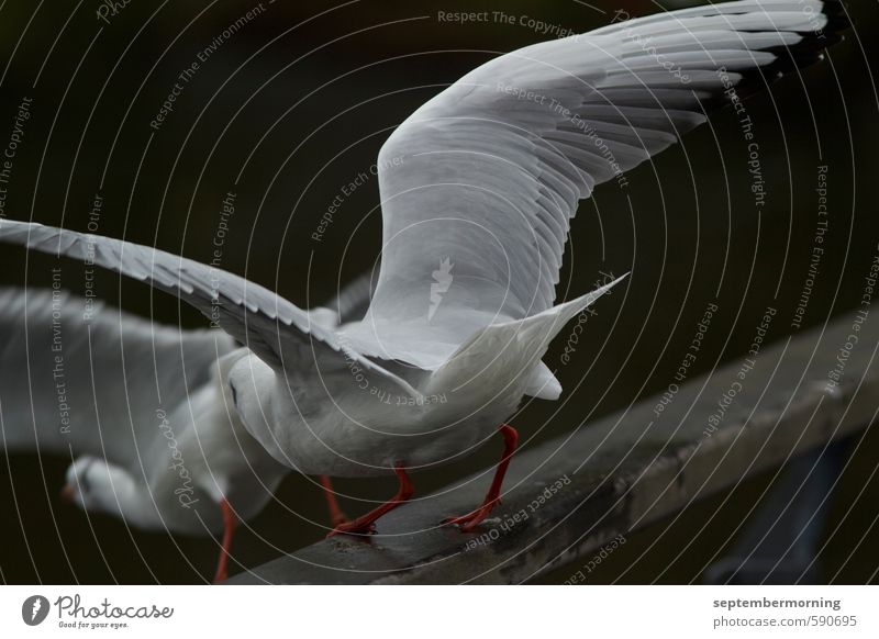 Abflug Tier Vogel 2 fliegen frei Zusammensein weiß Gedeckte Farben Außenaufnahme Nahaufnahme Menschenleer Unschärfe Bewegungsunschärfe