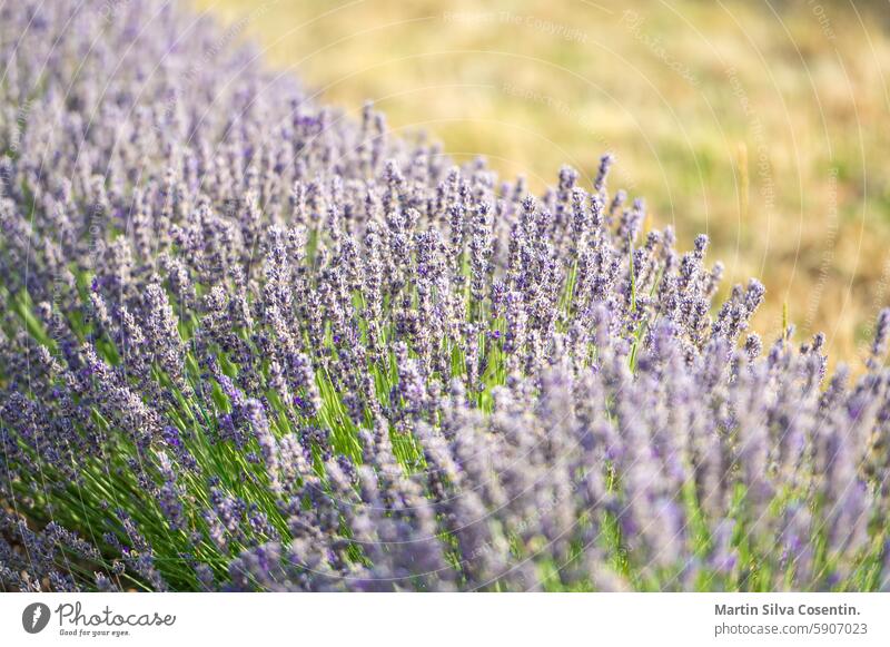 Nahaufnahme einer Lavendelpflanze in den Pyrenäen in Katalonien Ackerbau Aroma Aromatherapie Hintergrund Transparente schön Schönheit Blütezeit Überstrahlung