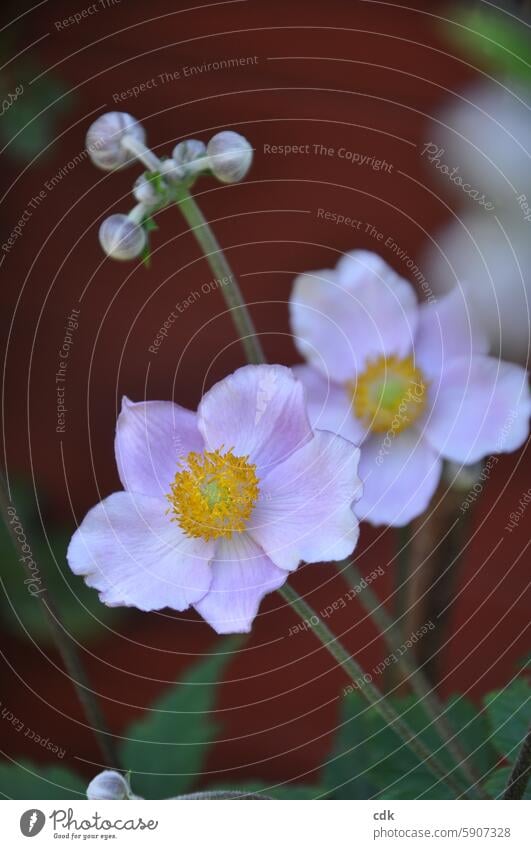 Abschied, Trauer und Dankbarkeit  | Herbstanemonen im Spätsommer. Herbst-Anemonen Blume Blüte Blühend Pflanze Garten Natur rosa schön zart Rottöne