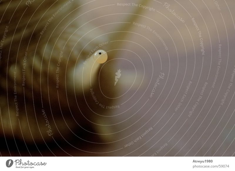 eyeball Fühler Weinbergschnecken schleimig krabbeln langsam skurril Tier Auge Pupille Blick Schnecke Makroaufnahme Textfreiraum rechts Blick in die Kamera