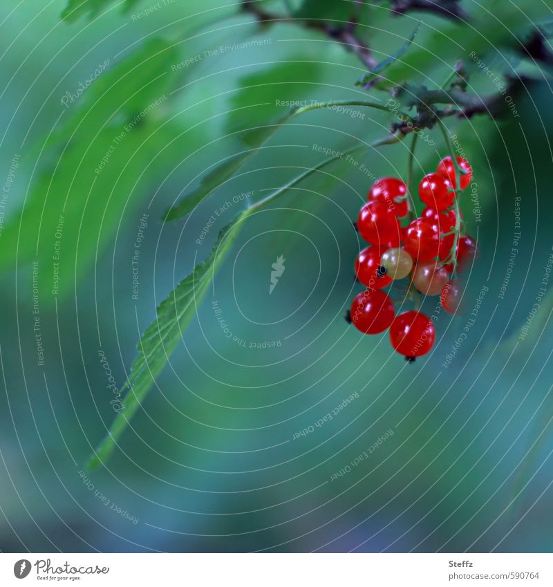 Sommerfrüchte Johannisbeeren Beeren Bio Früchte Saisonfrüchte rote Johannisbeeren rote Früchte Gartenfrüchte Beerensträucher gesunde Ernährung