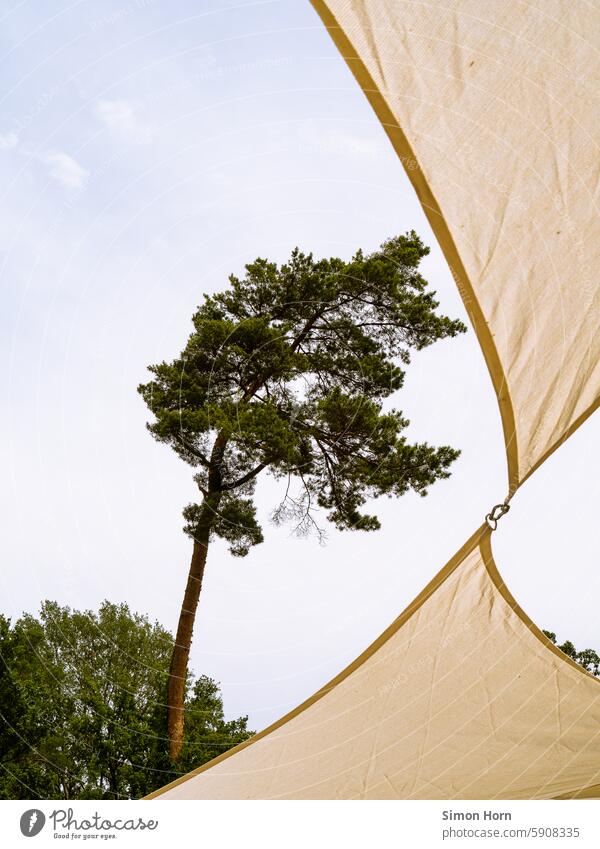 Baum hinter einem Sonnensegel Sonnenschutz Schatten Knoten Verbindung nach oben himmelwärts Blick nach oben wolkenloser Himmel Sommer Baumstamm Baumkrone