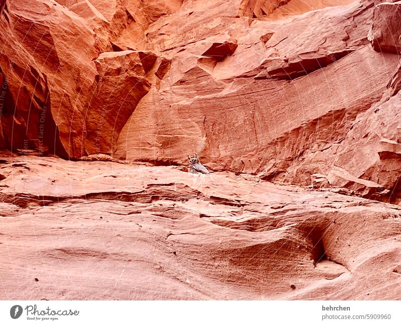 eule beeindruckend faszinierend canyon fantastisch Arizona Ferien & Urlaub & Reisen außergewöhnlich Ferne Natur USA Amerika Antelope Canyon überwältigend Felsen