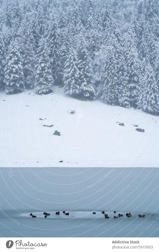 Verschneiter Schweizer Wald und stiller See mit Enten Winter Schnee Gelassenheit ruhig Baum Wasser kalt Natur im Freien Landschaft weiß Frost Kälte friedlich