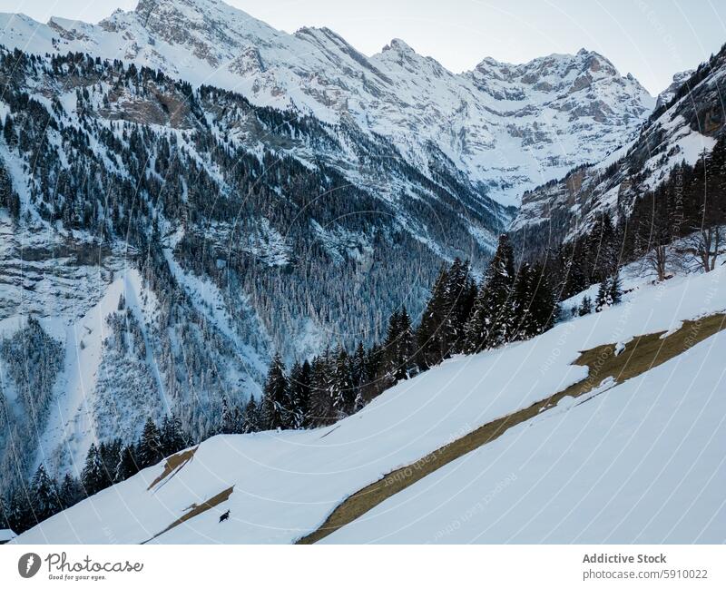 Majestätische Schweizer Alpen im Winter verschneit Schnee Berge u. Gebirge Landschaft Natur Frost Baum Gipfel Klarer Himmel robust im Freien malerisch Schönheit