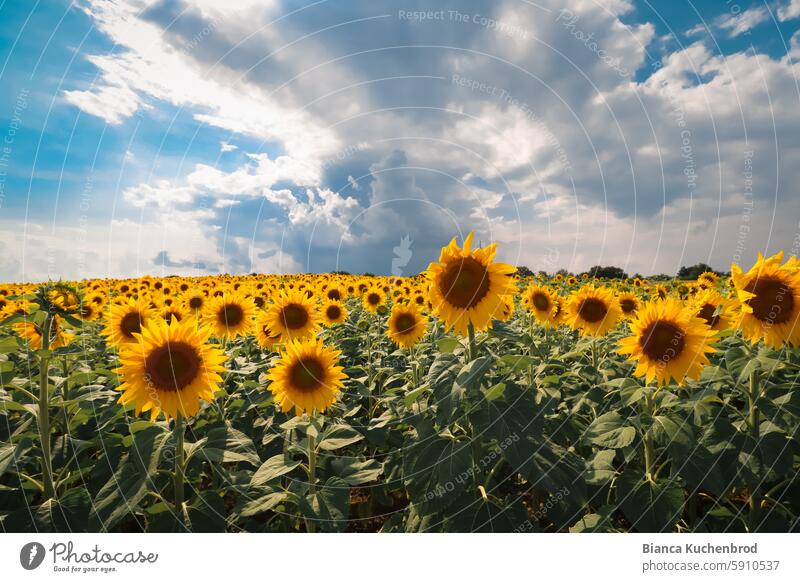 Sonnenblumenfeld mit stürmischem Wolkenhimmel im Hintergrund Himmel Feld Sommer Landwirtschaft Außenaufnahme Pflanze Landschaft Blume gelb Natur Nutzpflanze