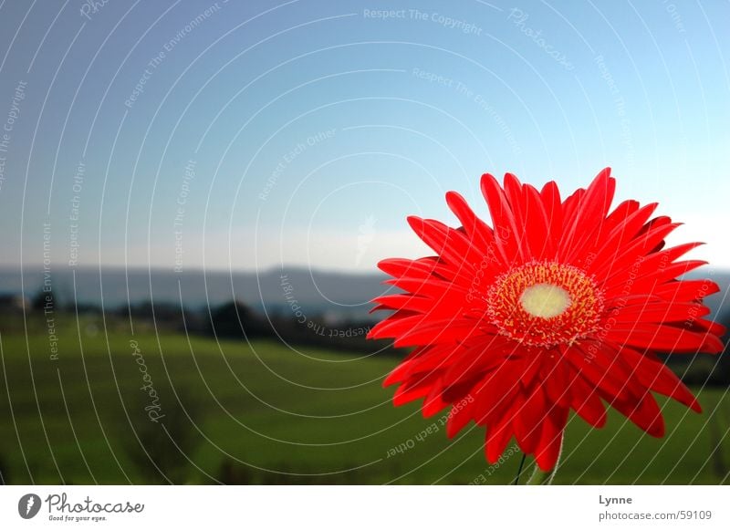 Gerbera 3 rot grün Wiese Frühling Blume blau Himmel Landschaft Natur