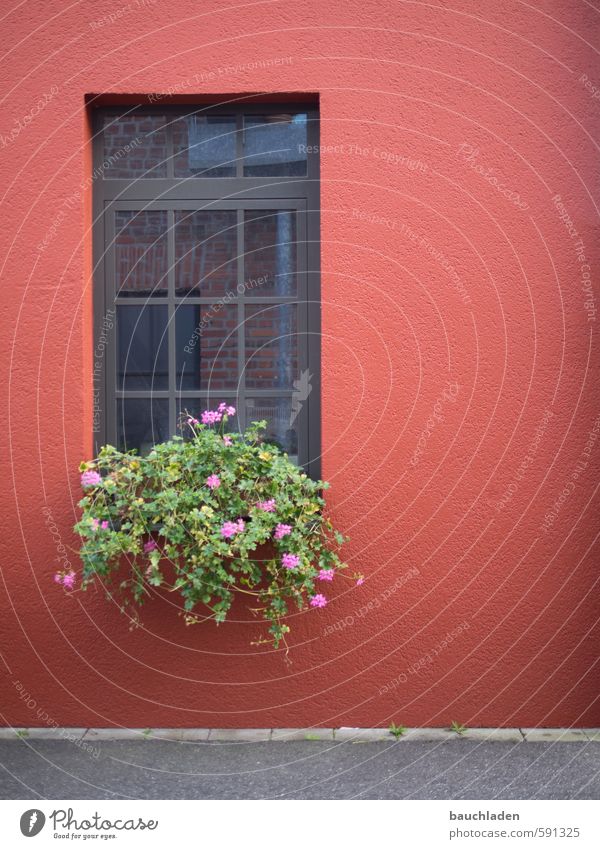 Fenster Grünpflanze Topfpflanze Stadt Menschenleer Haus Blühend grau grün rot Köln-Ehrenfeld Farbfoto Außenaufnahme Textfreiraum rechts Tag