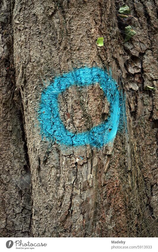 Blauer Kreis als Symbol nur Markierung eines Wanderweg auf der Rinde eines alten Baum im Sommer am Schloss Heiligenberg in Seeheim-Jugenheim bei Darmstadt in Hessen