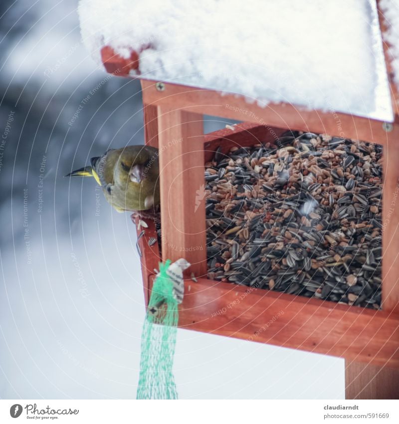 Imbiss im Schnee Garten Tier Winter Eis Frost Schneefall Wildtier Vogel Grünfink 1 Fressen füttern Natur Futterhäuschen Fink Tierliebe beobachten Vogelfutter