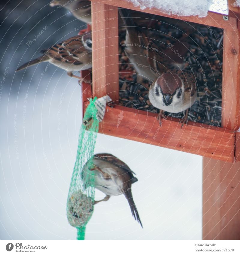 Spatzenhaus Umwelt Natur Tier Winter Eis Frost Schnee Vogel Tiergruppe Fressen füttern Tierliebe Meisenknödel Vogelfutter Sonnenblumenkern Futterhäuschen