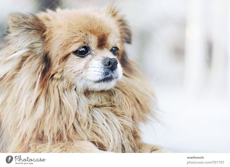 pekinese Tier Hund 1 klein niedlich braun weiß Farbfoto Außenaufnahme Menschenleer Textfreiraum rechts Hintergrund neutral Tag Schwache Tiefenschärfe