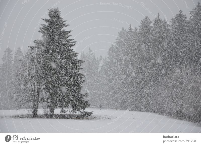 Schwarzwald at its best 1 Mensch Landschaft Winter Schnee Schneefall Baum Wald Hund hell kalt viele grau weiß Stimmung Freude ruhig Bewegung Erwartung Idylle