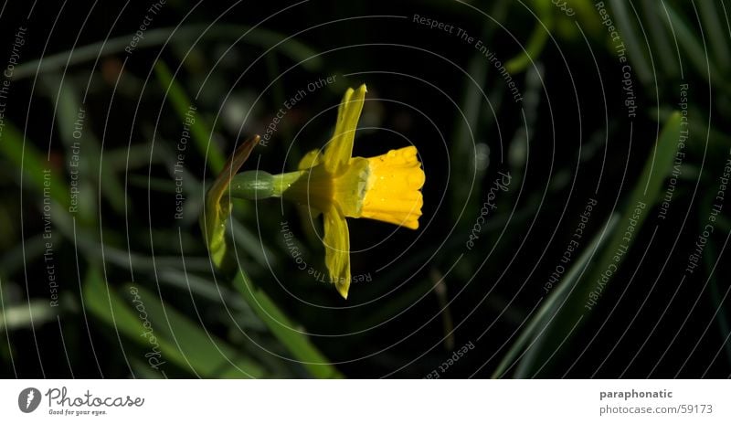 Osterglockenzeit Gelbe Narzisse Blume Frühling grün ausrichten perfekt Sonnenlicht Außenaufnahme Rasen Lichterscheinung Garten Linie