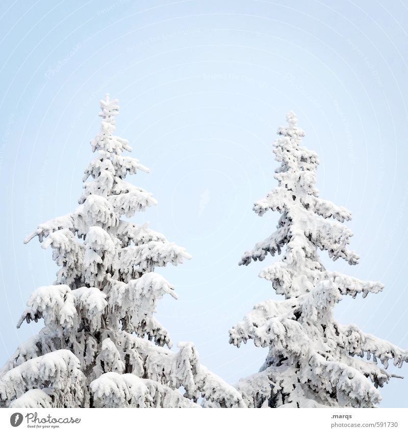 Spitze Winterurlaub Natur Wolkenloser Himmel Eis Frost Schnee Baum Fichte Baumkrone Zeichen einfach hell kalt schön Jahreszeiten Farbfoto Außenaufnahme