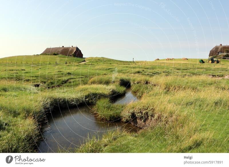 ein Priel in den Salzwiesen von Hallig Gröde, im Hintergrund zwei Häuser mit Reetdach Haus Gebäude Warft Landschaft Natur Umwelt Nordfriesland