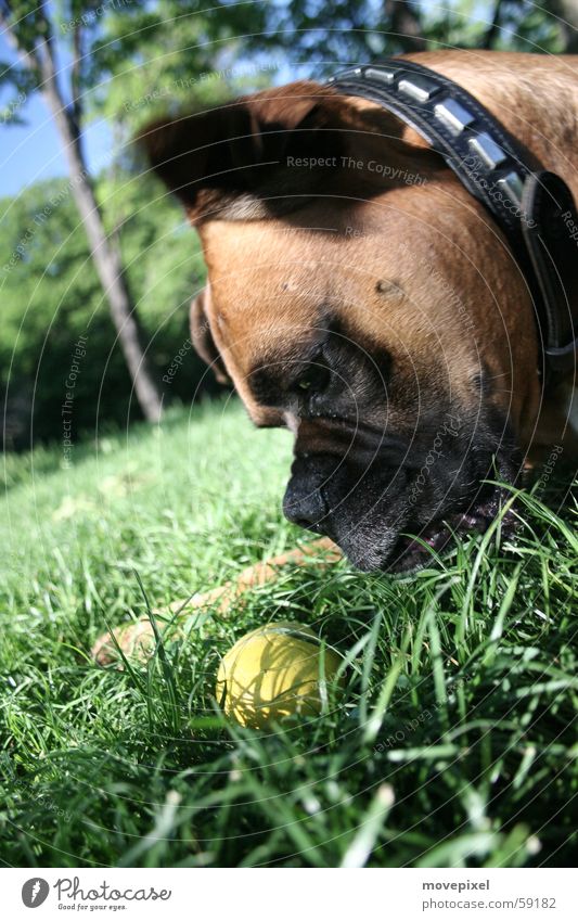 Dog Spielen Wiese Haustier Hund 1 Tier Farbfoto Außenaufnahme Nahaufnahme Tag Sonnenlicht Schwache Tiefenschärfe Tierporträt Hundespielzeug Ball Hundeblick