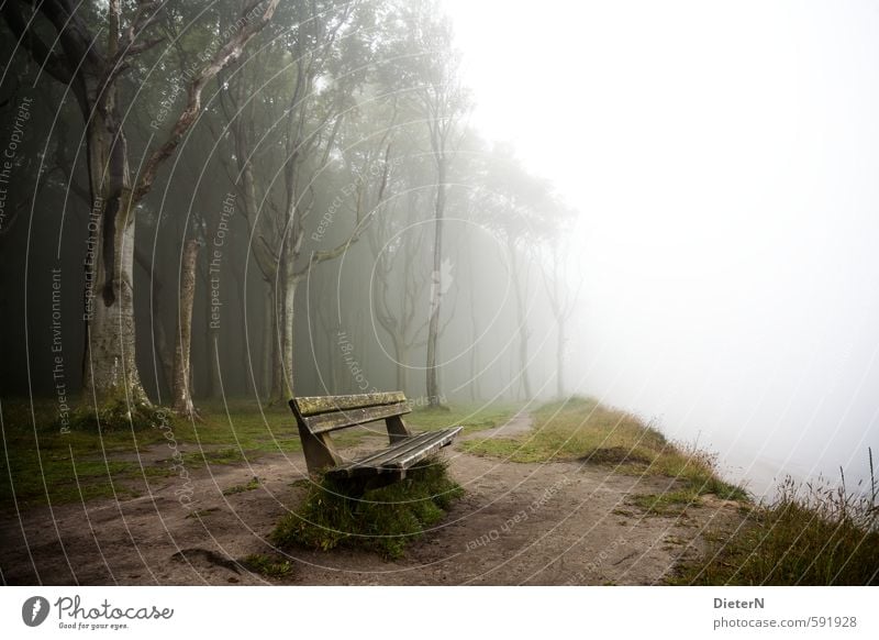 Nebelbank Umwelt Baum Gras braun grün weiß Gespensterwald Bank Nienhagen Ostsee Farbfoto Außenaufnahme Textfreiraum rechts Textfreiraum Mitte Morgen Silhouette