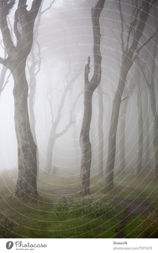 Nebelwald Natur Luft Sommer Baum Gras Wald braun grau grün Gespensterwald Nienhagen Ostsee Dunst Farbfoto Außenaufnahme Textfreiraum unten Morgen Licht