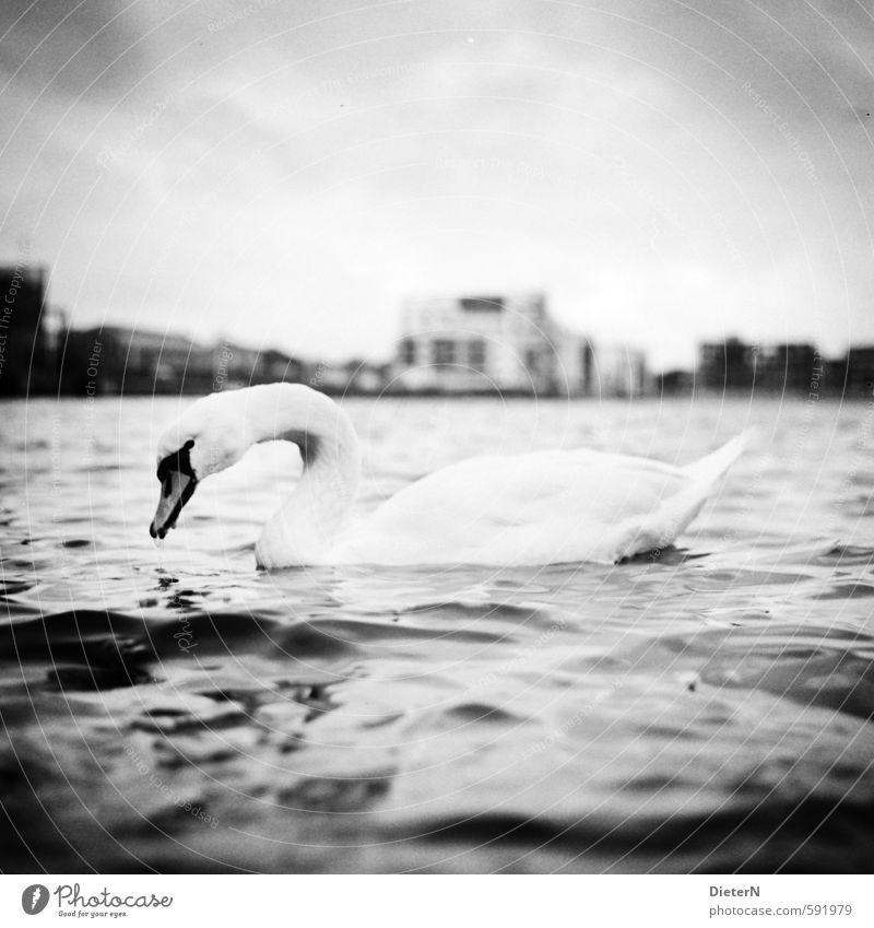 Schwanensee Hafenstadt Haus Tier Wildtier Vogel 1 grau schwarz weiß Wasseroberfläche Wellen analog Mittelformat Schwarzweißfoto Außenaufnahme Menschenleer