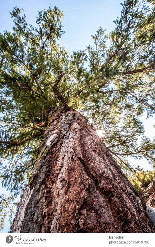 baumgeschichten besonders beeindruckend groß Baumstamm Pinie Natur Himmel Licht Sonnenstern Sonnenlicht Landschaft yosemite Amerika Kalifornien Yosemite NP USA