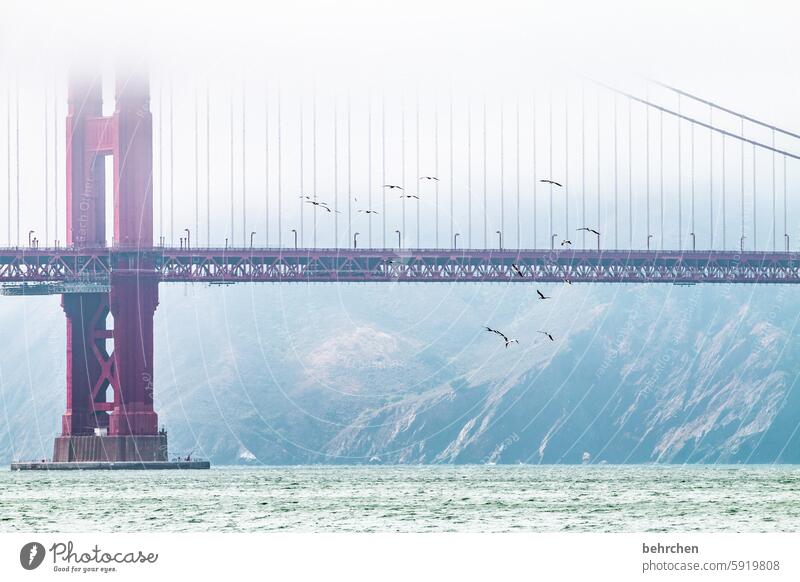 eingehüllt Kalifornien Attraktion Sehenswürdigkeit Architektur Brücke Wahrzeichen Golden Gate Bridge Nebel außergewöhnlich fantastisch USA San Francisco Pelikan