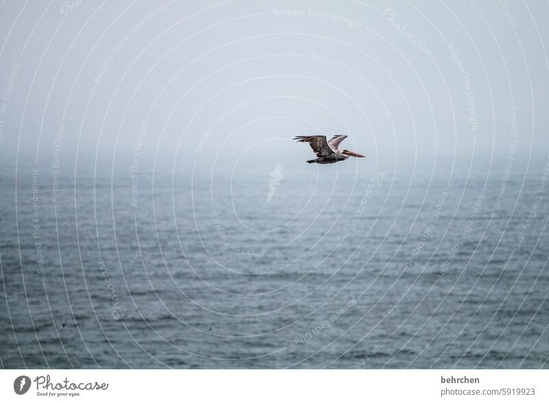 schwerelos Fernweh fantastisch außergewöhnlich San Francisco USA Amerika Pelikan Freiheit fliegen Himmel Vogel Ferne frei sein Flügel Tier Tierschutz Tierliebe