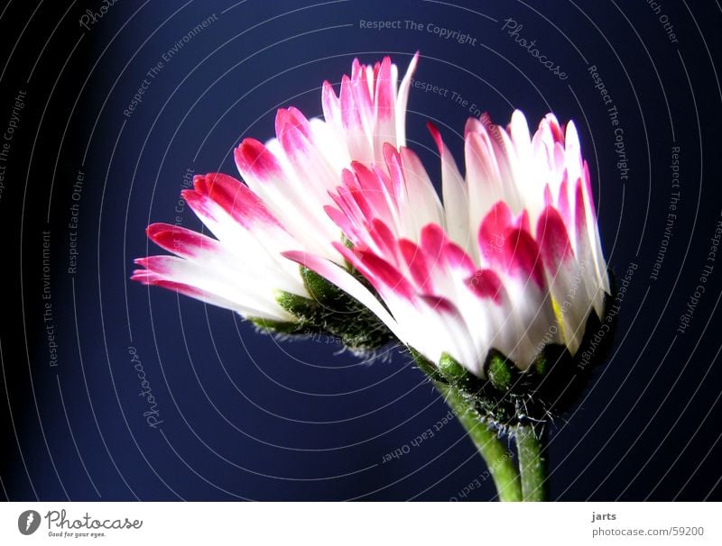 Gänseblümchen Frühling Blume Wiese Blüte Blütenblatt schön jarts