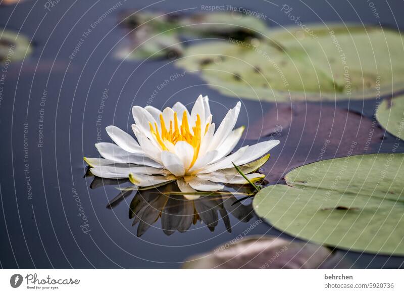 blümchen Blätter Blatt grün schön Wasserpflanze Umwelt Natur Pflanze Blumen blüten Seerosen Blütenblätter Seerosenblatt