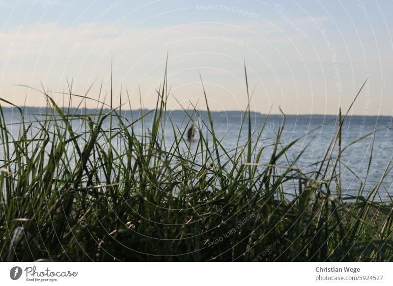 Strand an der Wohlenberger Wiek, Campingplatz Liebeslaube Düne Dünengras Küste Natur Ferien & Urlaub & Reisen Himmel Meer Tourismus Landschaft Erholung Ostsee