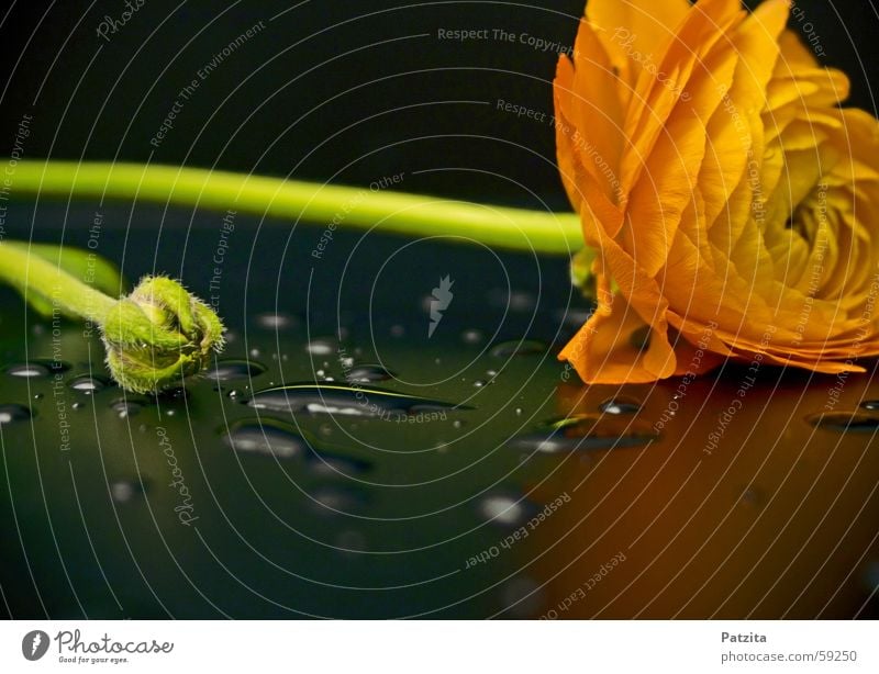 Blume mit Tropfen Reflexion & Spiegelung Wassertropfen Pflanze gelb schwarz grün Tau orange