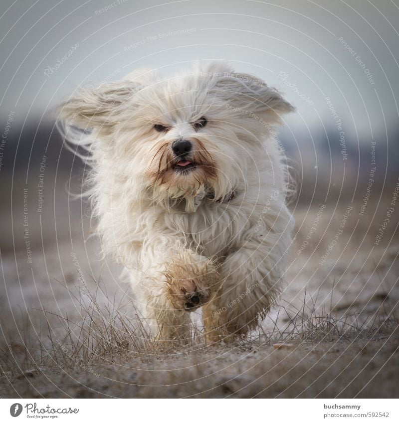 Lustiger Havaneser Freude Winter Natur Herbst Sträucher Blatt weißhaarig langhaarig Tier Haustier Hund 1 laufen kalt klein Geschwindigkeit Stimmung Bichon