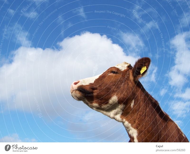 Dem Himmel entgegen Rind Bulle Schilder & Markierungen Kuhfleck Wolken Ziffern & Zahlen Fell Muster braun Gras Sommer Licht Sonnenlicht schön Tier Schnauze