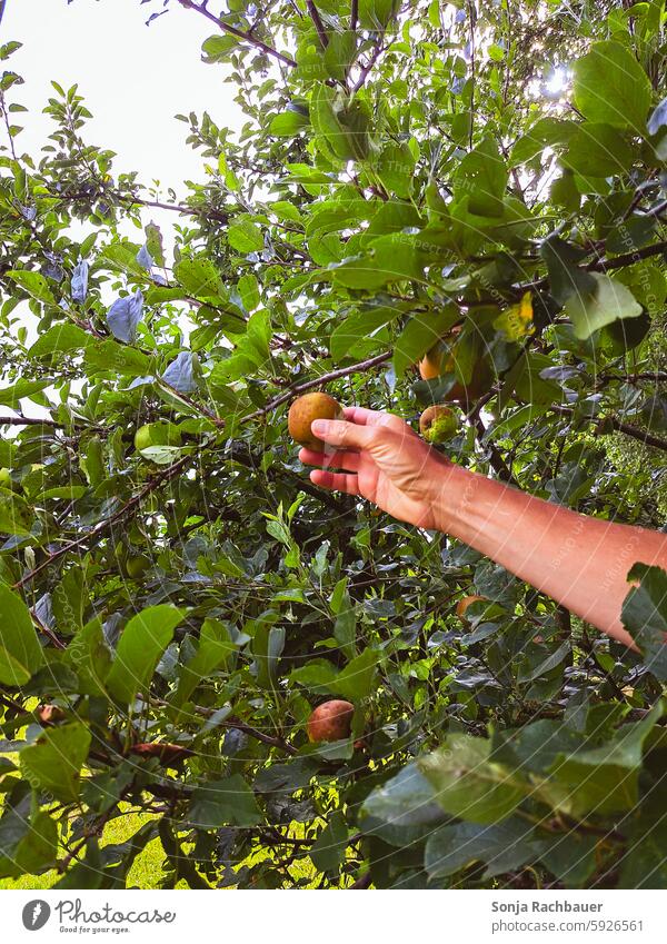 Ein Mann pflückt einen Apfel von einem Baum. pflücken Ernte Apfelbaum Hand Frucht Garten Natur Herbst Blatt grün reif roh lecker saftig Lebensmittel Sommer süß