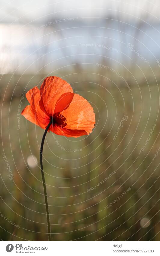 mein letzter Mo(h)ntagsmohn Mohn Mohnblume Mohnblüte Natur blühen Wiese morgens leuchten allein 1 einzeln Sonnenlicht schönes Wetter Sommer Pflanze Blüte