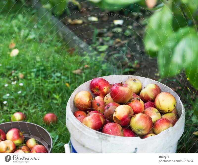 Fallobst äpfel Apfel Frucht Eimer Ernte Garten Ernährung Apfelernte Gesundheit Abfall Lebensmittel Bioprodukte Wespe Biene saftig Gesunde Ernährung reif Blätter